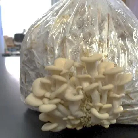thumbnail for publication: D.I.Y. FunGuide: Grow Your Own Oyster Mushrooms at Home